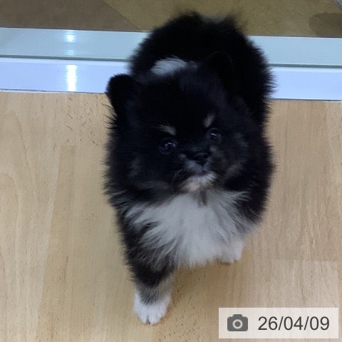 ポメラニアンの写真