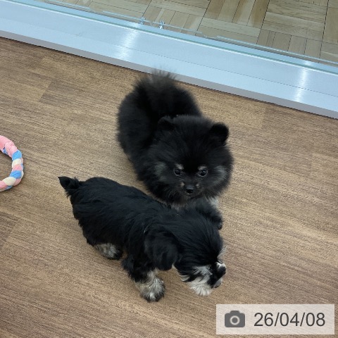 ポメラニアンの写真