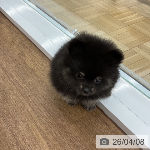 ポメラニアンの写真