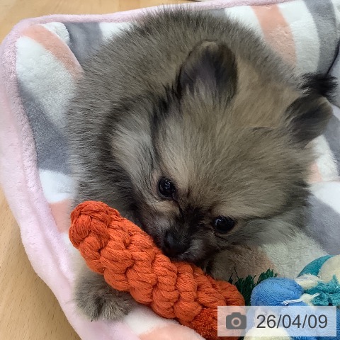 ポメラニアンの写真