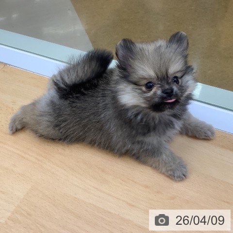 ポメラニアンの写真