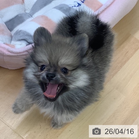 埼玉県のポメラニアン (ペットプラス 羽生店/2026年2月4日生まれ/女の子/オレンジ)の子犬の3枚目の画像