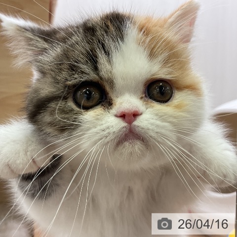 エキゾチックの写真