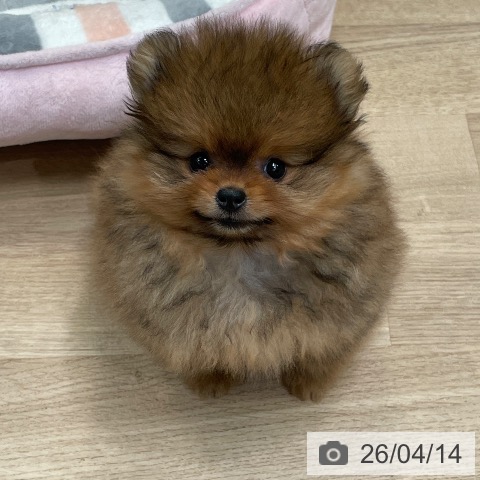 神奈川県のポメラニアン (ペッツワン 小田原店/2026年2月5日生まれ/男の子/オレンジ)の子犬の4枚目の画像