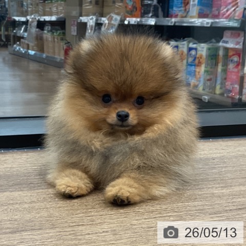 ポメラニアンの写真