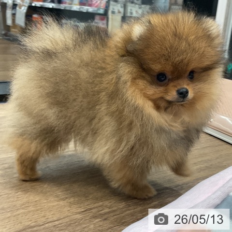 ポメラニアンの写真