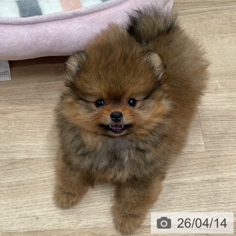 神奈川県のポメラニアン (ペッツワン 小田原店/2026年2月5日生まれ/男の子/オレンジ)の子犬の3枚目の画像