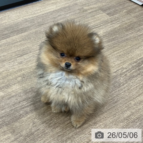 神奈川県のポメラニアン (ペッツワン 小田原店/2026年2月5日生まれ/男の子/オレンジ)の子犬の3枚目の画像