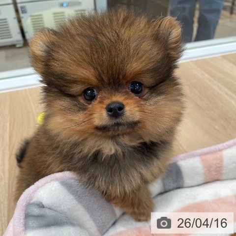 東京都のポメラニアン (ペットプラス 大井町トラックス店/2026年2月5日生まれ/女の子/オレンジ)の子犬の3枚目の画像