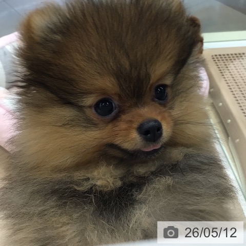 東京都のポメラニアン (ペットプラス 多摩平の森店/2026年2月5日生まれ/女の子/オレンジ)の子犬の4枚目の画像