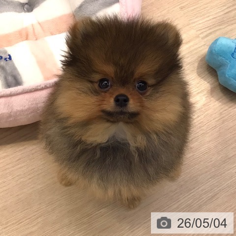 東京都のポメラニアン (ペットプラス 多摩平の森店/2026年2月5日生まれ/女の子/オレンジ)の子犬の3枚目の画像