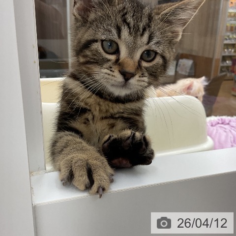 福井県のアメリカンショートヘアー (ペットプラス 福井店/2026年1月20日生まれ/男の子/ブラウンタビー)の子猫の4枚目の画像