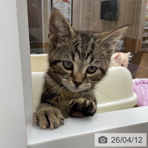 福井県のアメリカンショートヘアー (ペットプラス 福井店/2026年1月20日生まれ/男の子/ブラウンタビー)の子猫の3枚目の画像