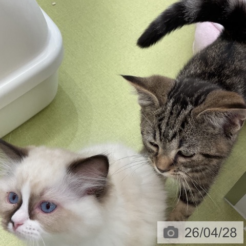 福井県のアメリカンショートヘアー (ペットプラス 福井店/2026年1月20日生まれ/男の子/ブラウンタビー)の子猫の3枚目の画像