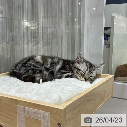 愛知県のアメリカンショートヘアー (ペットプラス 熱田店/2026年1月20日生まれ/男の子/シルバータビー)の子猫の4枚目の画像