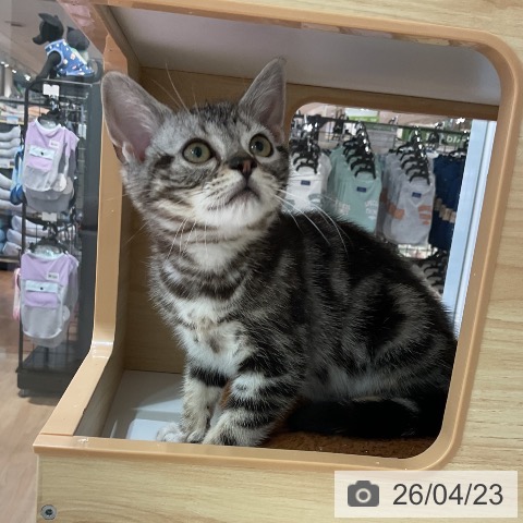 愛知県のアメリカンショートヘアー (ペットプラス 熱田店/2026年1月20日生まれ/男の子/シルバータビー)の子猫の3枚目の画像