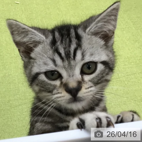 三重県のアメリカンショートヘアー (ペットプラス 津南店/2026年1月20日生まれ/男の子/シルバータビー)の子猫の4枚目の画像