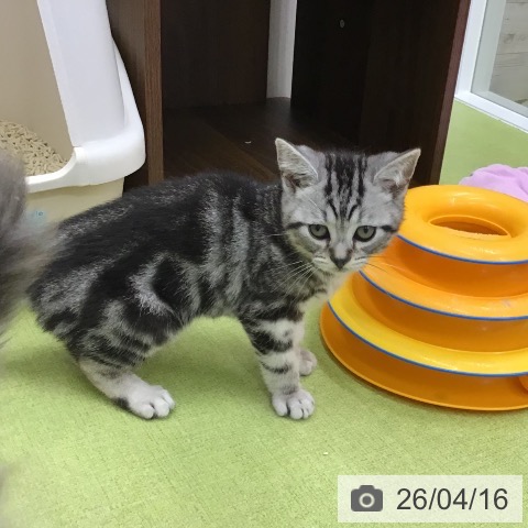 三重県のアメリカンショートヘアー (ペットプラス 津南店/2026年1月20日生まれ/男の子/シルバータビー)の子猫の3枚目の画像