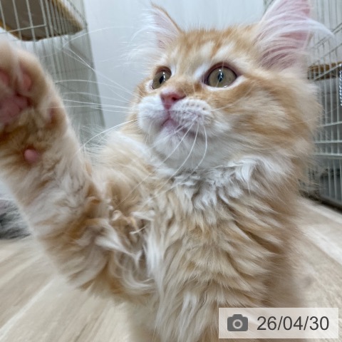 ミヌエットの写真