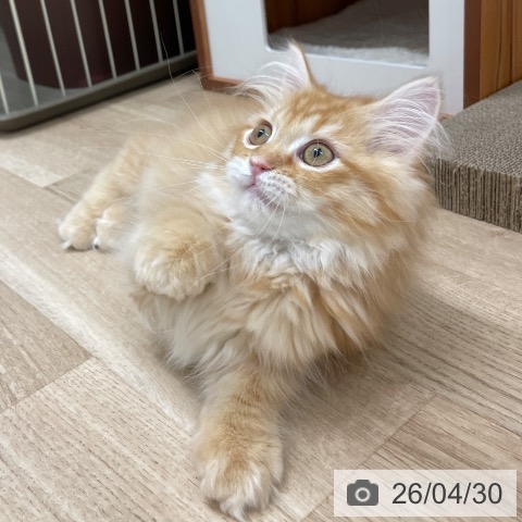 ミヌエットの写真