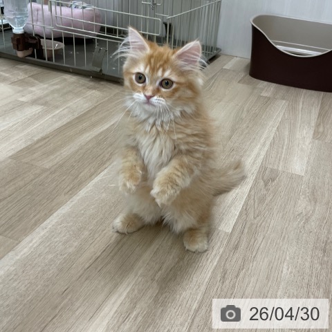 ミヌエットの写真