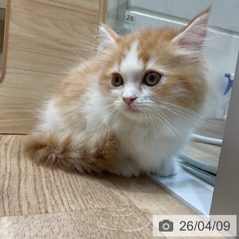 愛知県のミヌエット (ペットプラス ナゴヤドーム前店/2026年1月26日生まれ/女の子/レッドタビーホワイト)の子猫の4枚目の画像