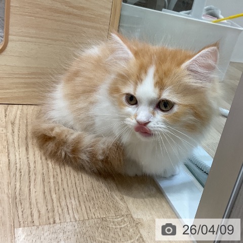 愛知県のミヌエット (ペットプラス ナゴヤドーム前店/2026年1月26日生まれ/女の子/レッドタビーホワイト)の子猫の3枚目の画像