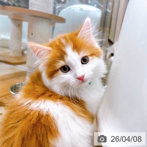 サイベリアンの写真