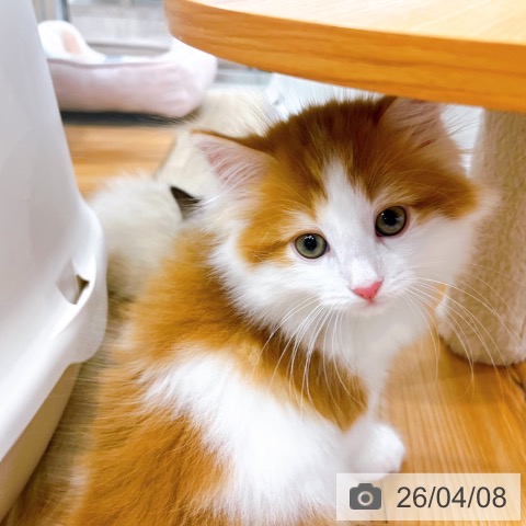 サイベリアンの写真