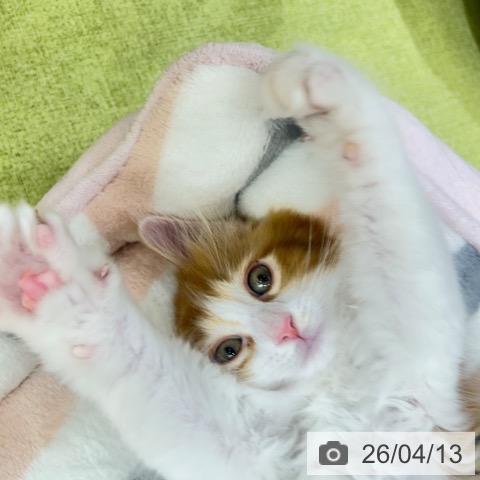 京都府のサイベリアン (ペットプラス 京都桂川店/2026年2月6日生まれ/女の子/レッドタビーホワイト)の子猫の4枚目の画像