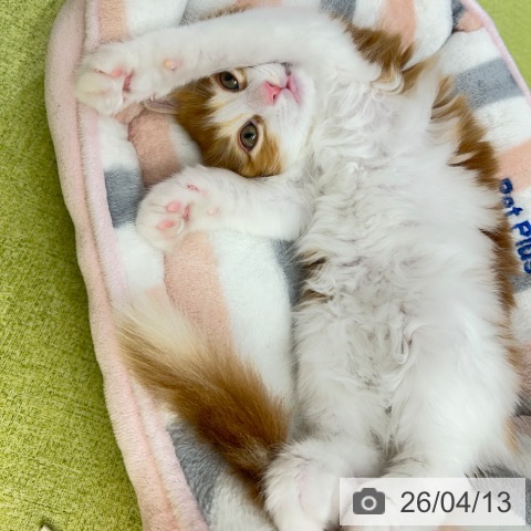 京都府のサイベリアン (ペットプラス 京都桂川店/2026年2月6日生まれ/女の子/レッドタビーホワイト)の子猫の3枚目の画像