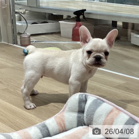 茨城県のフレンチブルドッグ (ペットプラス つくば店/2026年2月3日生まれ/男の子/クリーム)の子犬の4枚目の画像