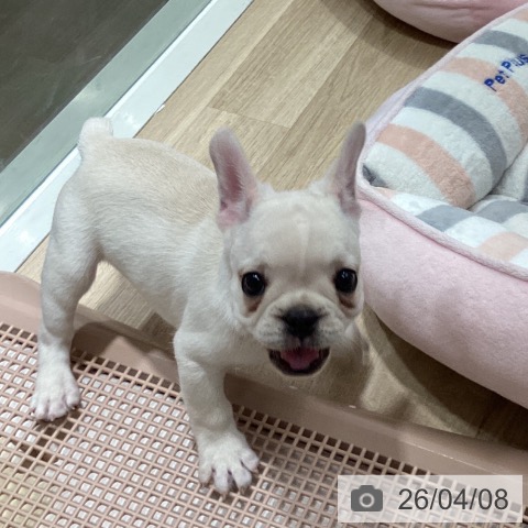 茨城県のフレンチブルドッグ (ペットプラス つくば店/2026年2月3日生まれ/男の子/クリーム)の子犬の3枚目の画像