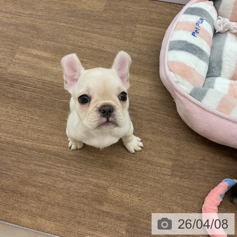 千葉県のフレンチブルドッグ (ペッツワン 千葉ニュータウン店/2026年2月3日生まれ/女の子/クリーム)の子犬の3枚目の画像
