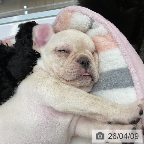 千葉県のフレンチブルドッグ (ペッツワン 千葉ニュータウン店/2026年2月3日生まれ/女の子/クリーム)の子犬の3枚目の画像