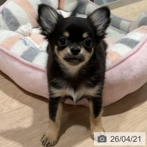 埼玉県のチワワ(ロング) (ペットプラス コクーンシティ店/2026年2月3日生まれ/男の子/ブラックタン)の子犬の3枚目の画像