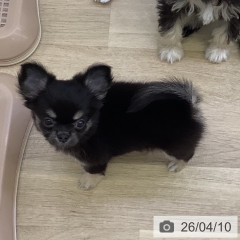 山梨県のチワワ(ロング) (ペットプラス 甲府昭和店/2026年2月3日生まれ/女の子/ブラックタン)の子犬の4枚目の画像