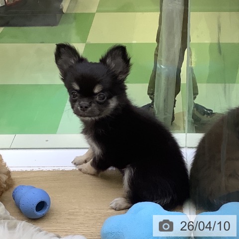 山梨県のチワワ(ロング) (ペットプラス 甲府昭和店/2026年2月3日生まれ/女の子/ブラックタン)の子犬の3枚目の画像