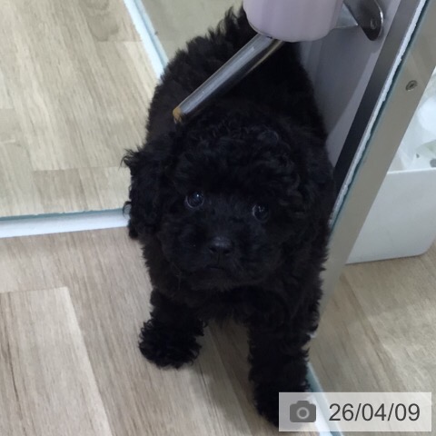 トイ・プードルの写真