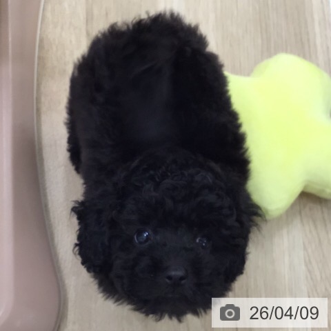 トイ・プードルの写真