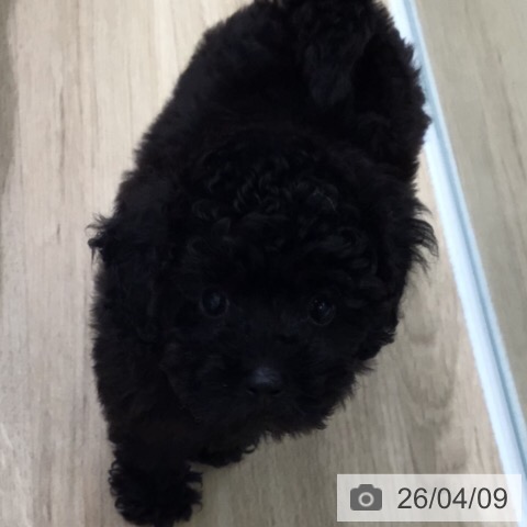 トイ・プードルの写真