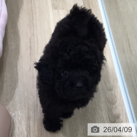 トイ・プードルの写真