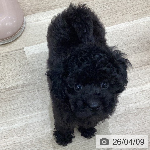 トイ・プードルの写真