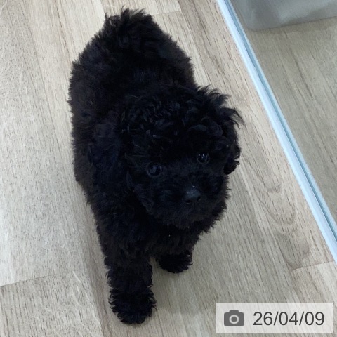 岐阜県のトイプードル(トイ) (ペットプラス 各務原店/2026年2月5日生まれ/女の子/ブラック)の子犬の4枚目の画像