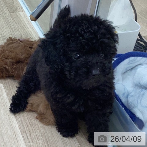 岐阜県のトイプードル(トイ) (ペットプラス 各務原店/2026年2月5日生まれ/女の子/ブラック)の子犬の3枚目の画像