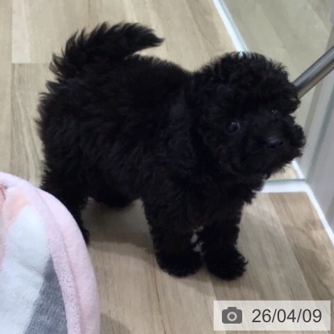 トイ・プードルの写真