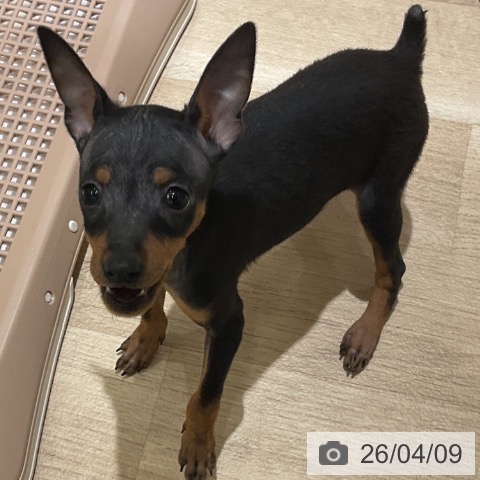 神奈川県のミニチュアピンシャー (ペットプラス モザイクモール港北店/2026年1月25日生まれ/女の子/ブラックタン)の子犬の4枚目の画像