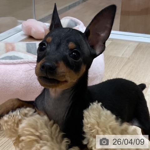 神奈川県のミニチュアピンシャー (ペットプラス モザイクモール港北店/2026年1月25日生まれ/女の子/ブラックタン)の子犬の3枚目の画像