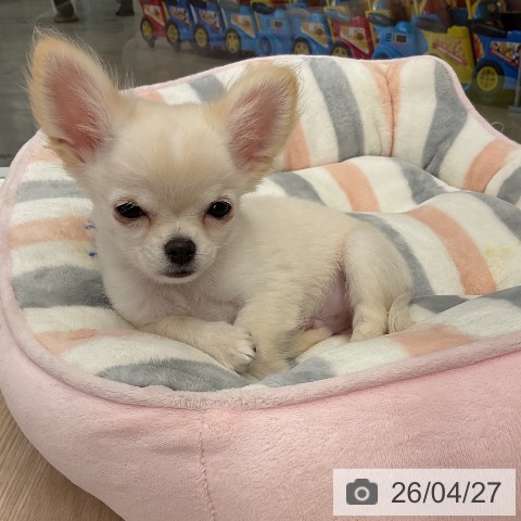 福井県のチワワ(ロング) (ペットプラス 福井店/2026年2月5日生まれ/男の子/クリームホワイト)の子犬の4枚目の画像
