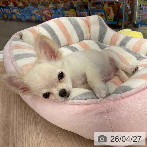 福井県のチワワ(ロング) (ペットプラス 福井店/2026年2月5日生まれ/男の子/クリームホワイト)の子犬の3枚目の画像